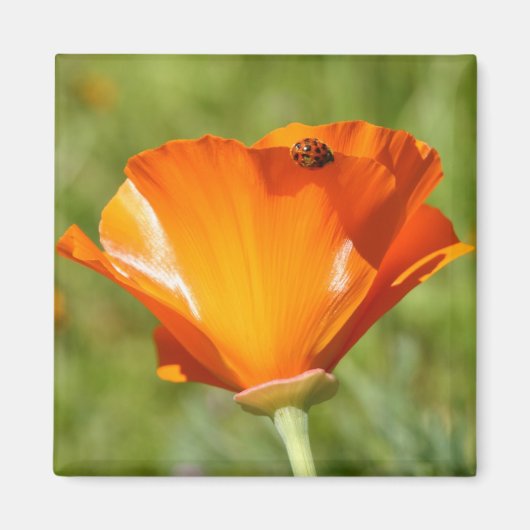 Ladybug auf Poppy Magnet (Vorne)