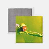Ladybug auf Sprig Magnet (Vorderseite/Rückseite)