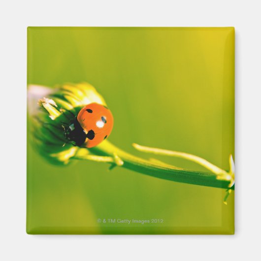 Ladybug auf Sprig Magnet (Vorne)