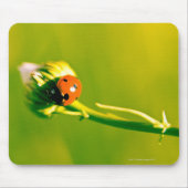 Ladybug auf Sprig Mousepad (Vorne)