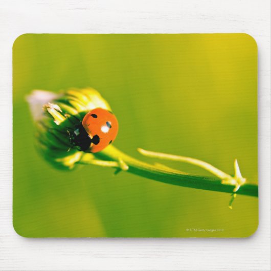 Ladybug auf Sprig Mousepad (Vorne)