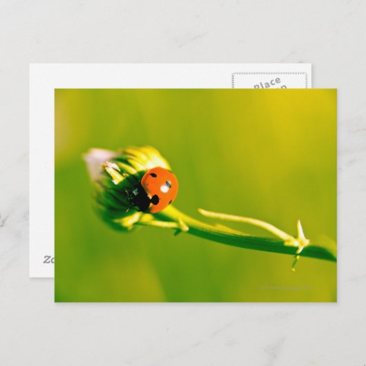 Ladybug auf Sprig Postkarte (Vorne/Hinten)