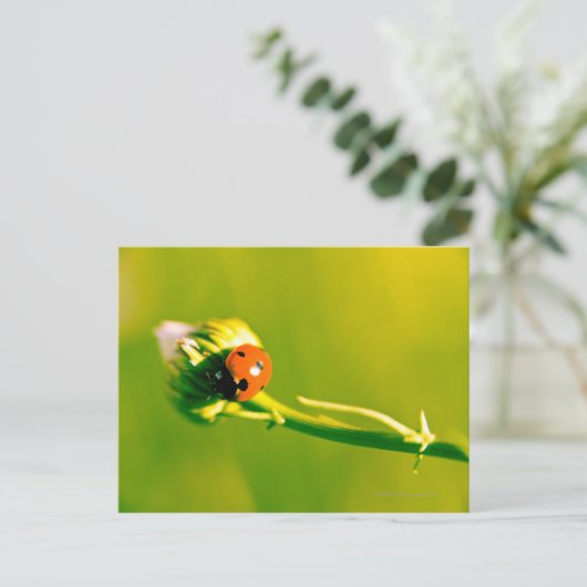Ladybug auf Sprig Postkarte (Stehend Vorderseite)