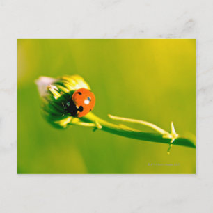 Ladybug auf Sprig Postkarte