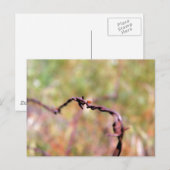 Ladybug auf Stacheldraht. Postkarte (Vorne/Hinten)
