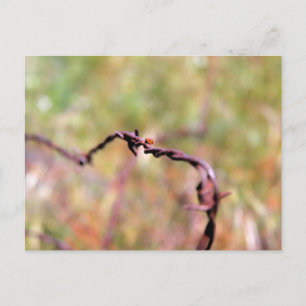 Ladybug auf Stacheldraht. Postkarte