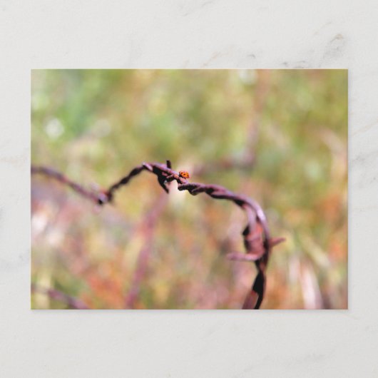 Ladybug auf Stacheldraht. Postkarte (Vorderseite)