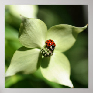 Ladybug auf weißer Dogwood-Blume Nah Poster