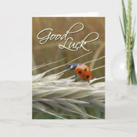 Ladybug auf Weizen - Viel Glück Card