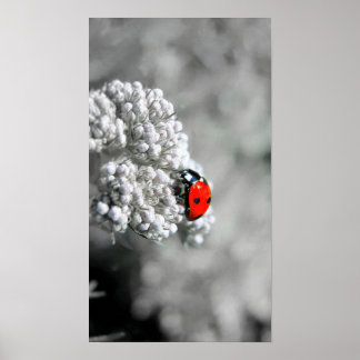 Ladybug - B&W Poster