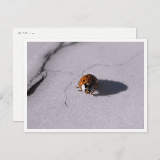 Ladybug Beetle Macro Wildlife Photography Postkarte (Vorne/Hinten)