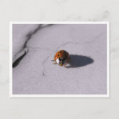 Ladybug Beetle Macro Wildlife Photography Postkarte (Vorderseite)