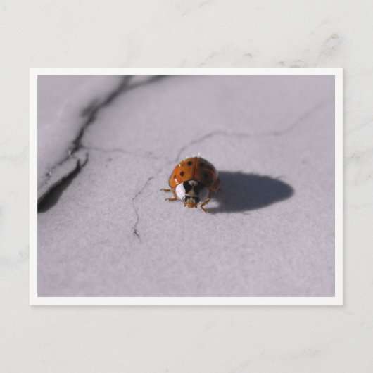 Ladybug Beetle Macro Wildlife Photography Postkarte (Vorderseite)
