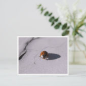 Ladybug Beetle Macro Wildlife Photography Postkarte (Stehend Vorderseite)