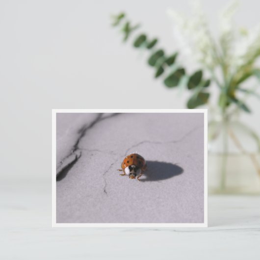 Ladybug Beetle Macro Wildlife Photography Postkarte (Stehend Vorderseite)