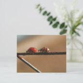 Ladybug Buddies Naturfotografie Postkarte (Stehend Vorderseite)