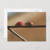 Ladybug Buddies Naturfotografie Postkarte (Vorne/Hinten)