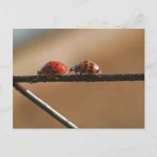 Ladybug Buddies Naturfotografie Postkarte (Vorderseite)