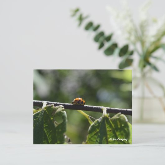 Ladybug Butterfly Postkarte (Stehend Vorderseite)