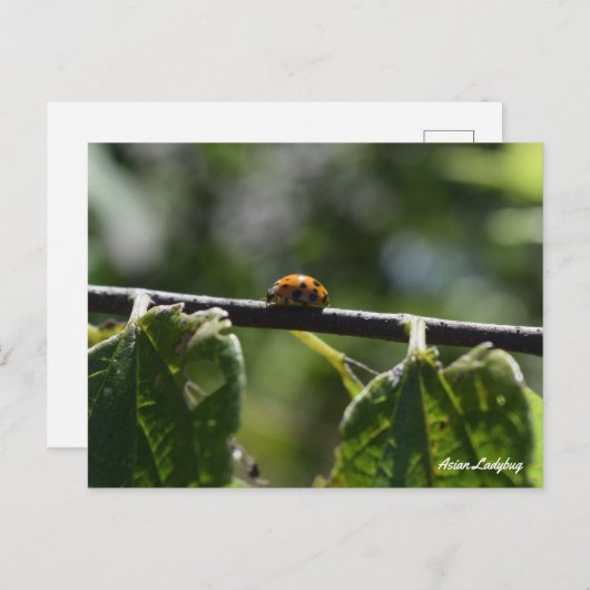 Ladybug Butterfly Postkarte (Vorne/Hinten)