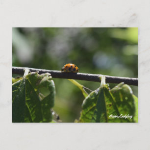 Ladybug Butterfly Postkarte