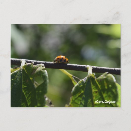Ladybug Butterfly Postkarte (Vorderseite)