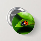 Ladybug Button (Vorne & Hinten)