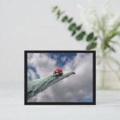 Ladybug Calm vor der Storm-Postkarte Postkarte (Stehend Vorderseite)