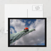 Ladybug Calm vor der Storm-Postkarte Postkarte (Vorne/Hinten)