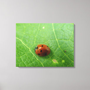Ladybug Canvas Print Leinwanddruck
