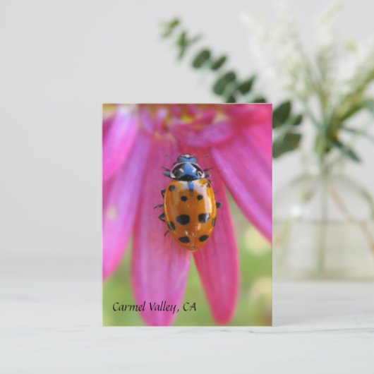 Ladybug Carmel Valley, CA Postcard Postkarte (Stehend Vorderseite)