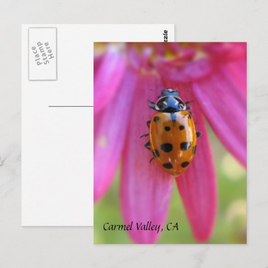 Ladybug Carmel Valley, CA Postcard Postkarte (Vorne/Hinten)