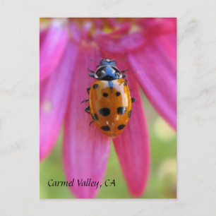 Ladybug Carmel Valley, CA Postcard Postkarte