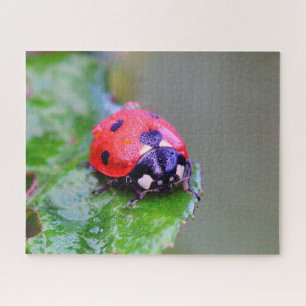 Ladybug Close-Up Puzzle
