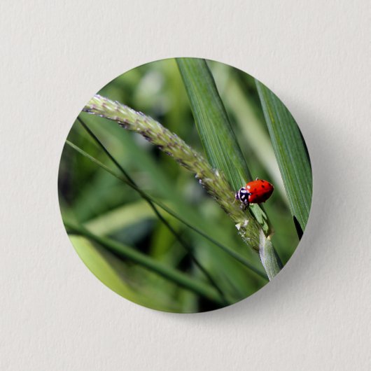 Ladybug (Coccinellidae) Button (Vorderseite)
