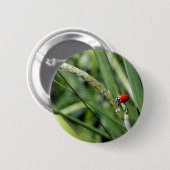 Ladybug (Coccinellidae) Button (Vorne & Hinten)