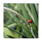 Ladybug (Coccinellidae) Fliese (Vorderseite)