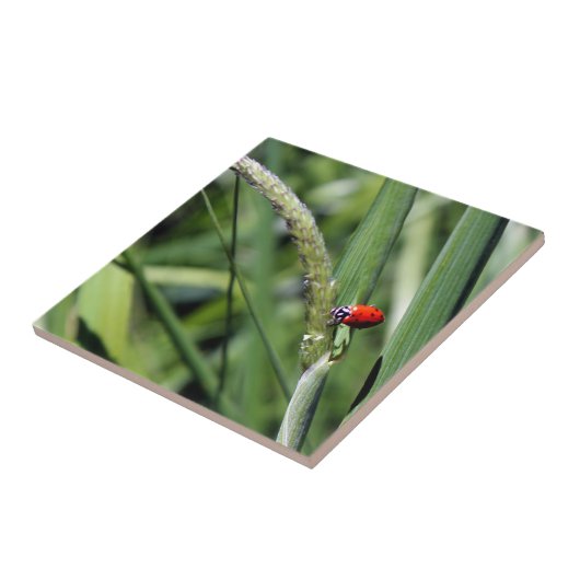 Ladybug (Coccinellidae) Fliese (Seite)