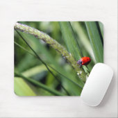 Ladybug (Coccinellidae) Mousepad (Mit Mouse)