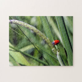 Ladybug (Coccinellidae) Puzzle