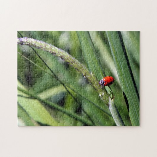 Ladybug (Coccinellidae) Puzzle (Horizontal)