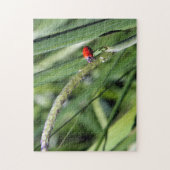 Ladybug (Coccinellidae) Puzzle (Vertikal)