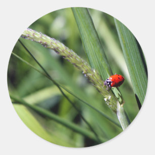 Ladybug (Coccinellidae) Runder Aufkleber