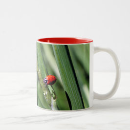 Ladybug (Coccinellidae) Zweifarbige Tasse