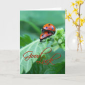 Ladybug Couple - Viel Glück Card Karte (Gelbe Blume)