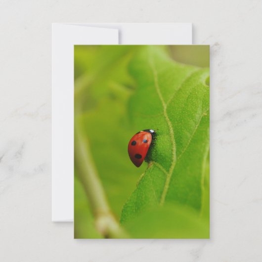 Ladybug Flat Birthday Card Einladung (Vorderseite)