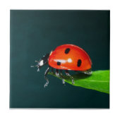 Ladybug Fliese (Vorderseite)