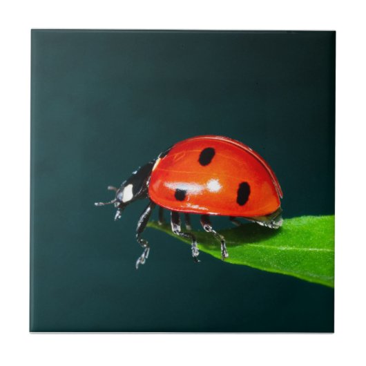 Ladybug Fliese (Vorderseite)