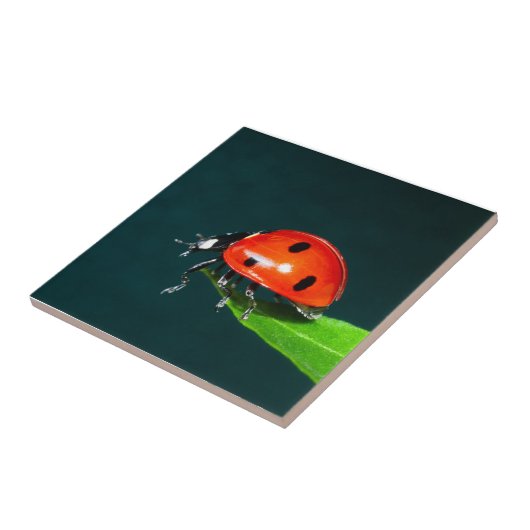 Ladybug Fliese (Seite)