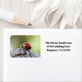 Ladybug Foto (Insitu)